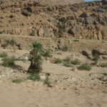 Algeria Palm trees growing in the bed of dry river somewhere near Ein Safra