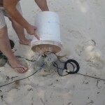Crab-protection