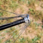 Technical meeting during the DXpedition. Spiderbeam – new end mounting arragement