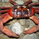 Our ubiquitous friends