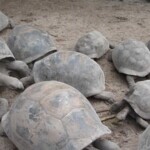 Giant tortoises