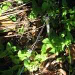 The far end of the beverage